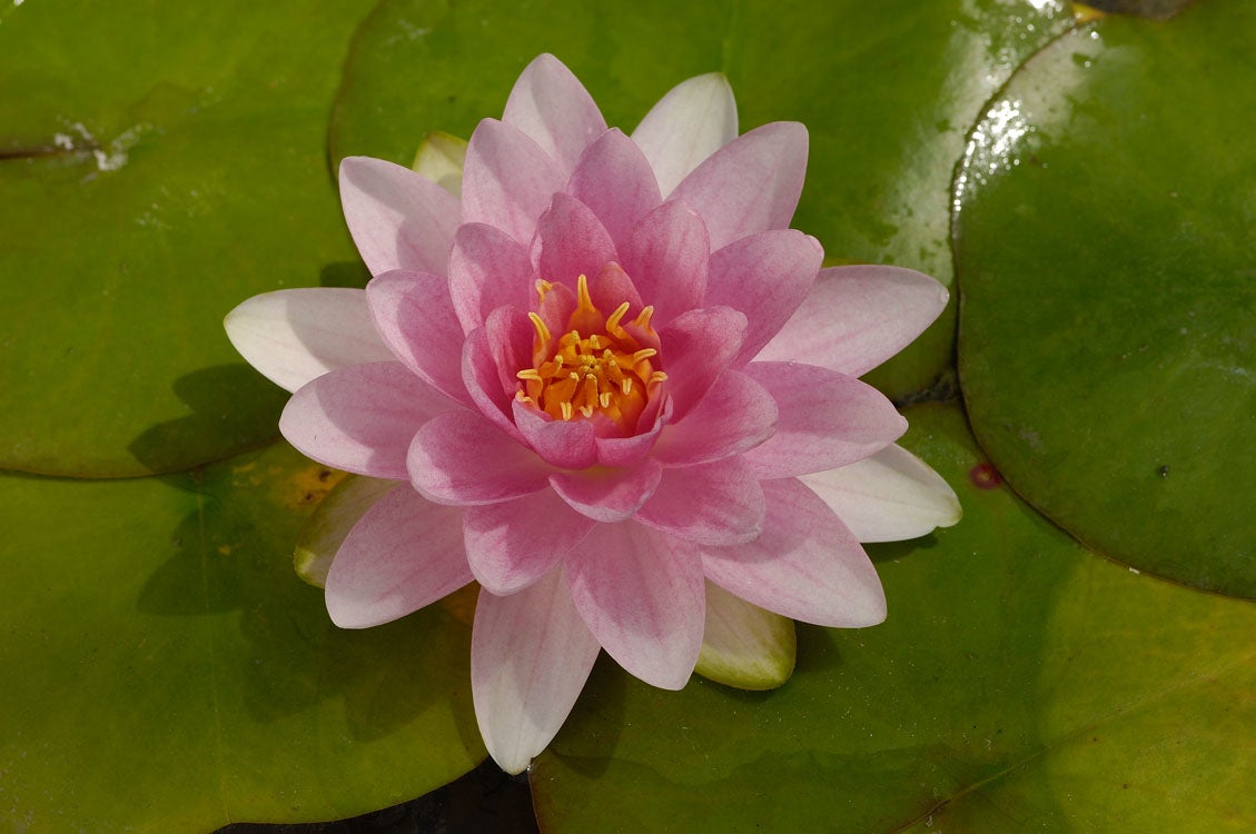 Waterlelie (Nymphaea 'Hollandia') D 11 H 30 cm