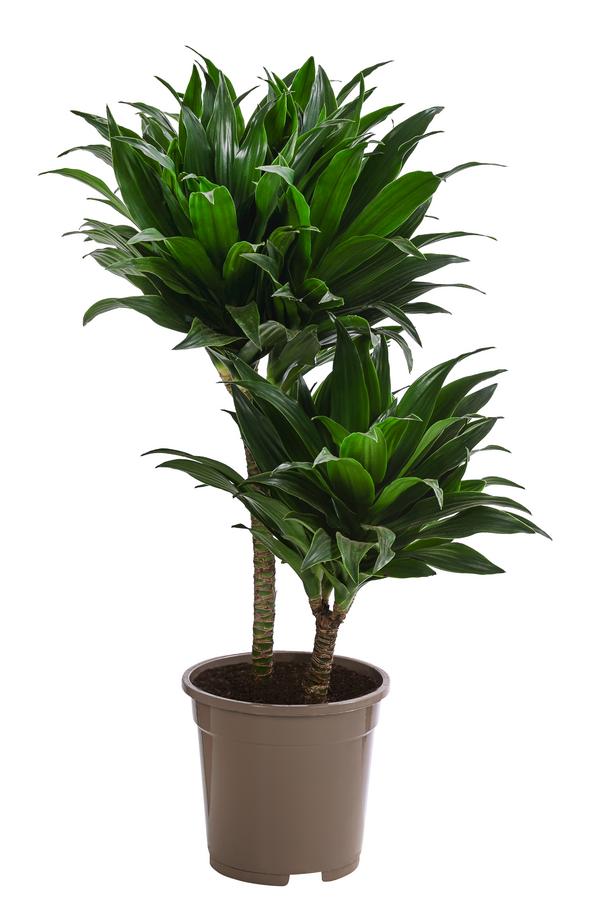 Drachenbaum - Dracaena fragrans 'Green Jewel'