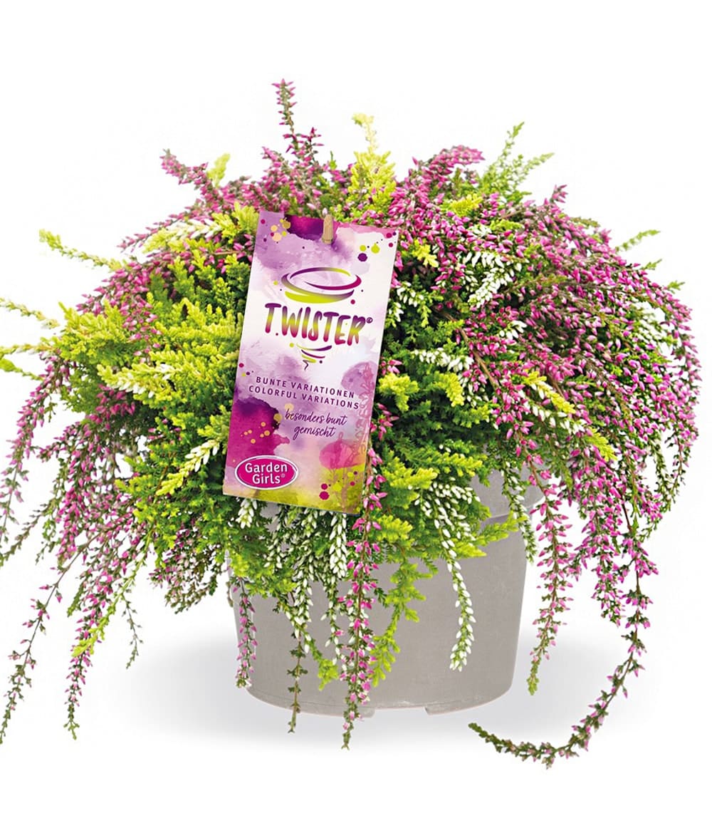 Calluna Knospenheide 'Rasta Twister®', 12 cm-Topf
