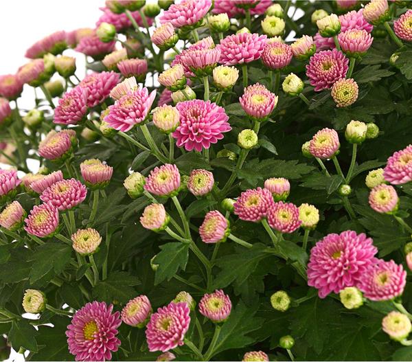 Herbst-Chrysantheme