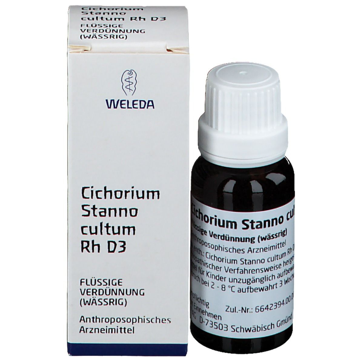 Cichorium Stanno cultum Rh D3