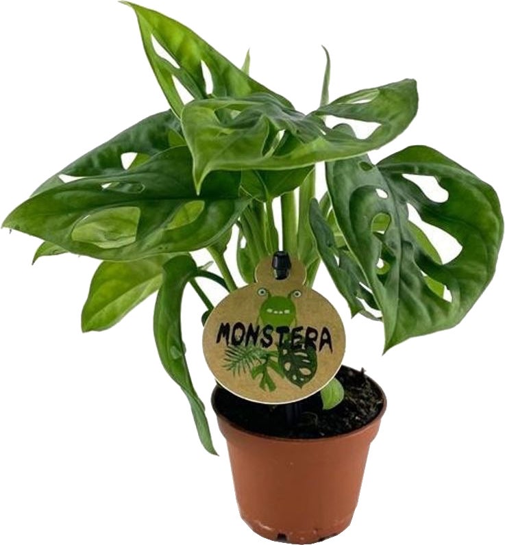 Gatenplant (Monstera obliqua) D 6 H 20 cm