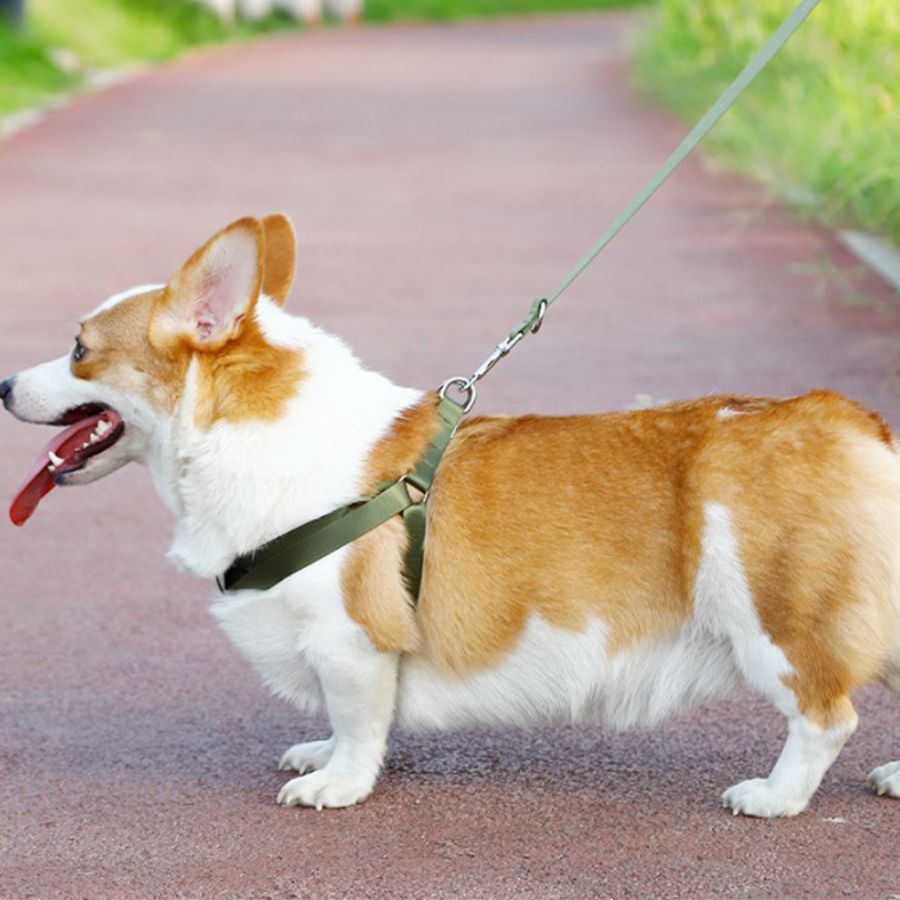 Coleira e guia estilo militar para animais de estimação