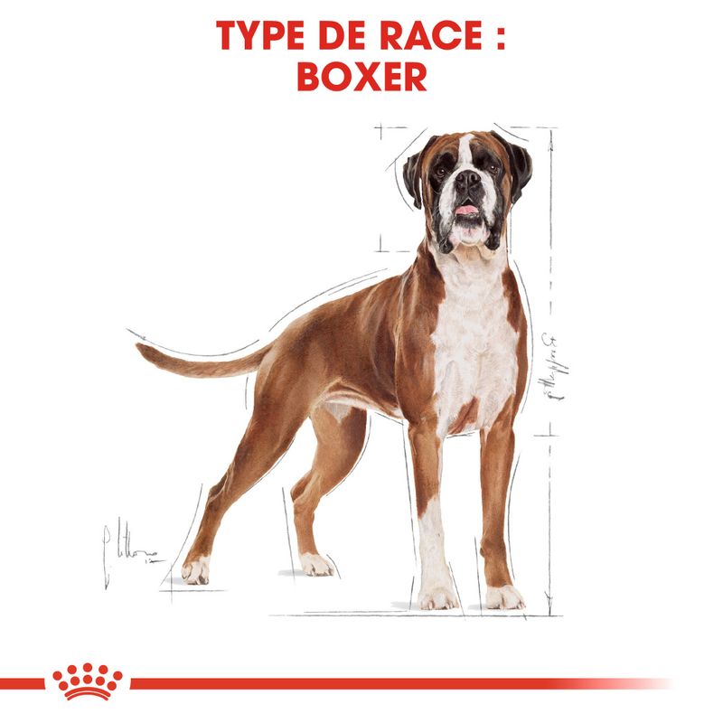 Royal Canin Boxer Adult à prix discount sur bitiba.fr