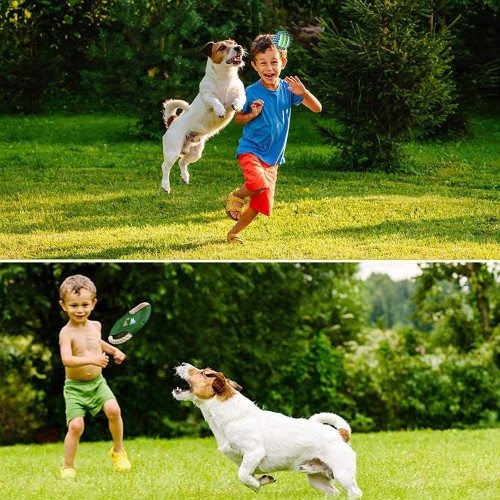Conjunto de brinquedos multicoloridos para cães