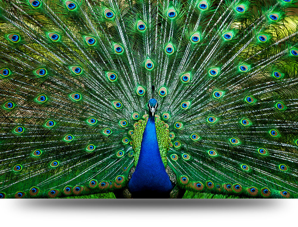 Canvas schilderij Pauw 120 x 80  cm