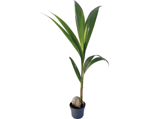 Kokospalm FloraSelf Cocos nucifera H ca. 100 cm Ø 19 cm pot 35 Jaar FloraSelf Jubileumeditie