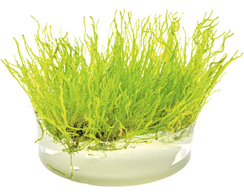 Vlammos - Taxiphyllum spec. Vlammos in vitro