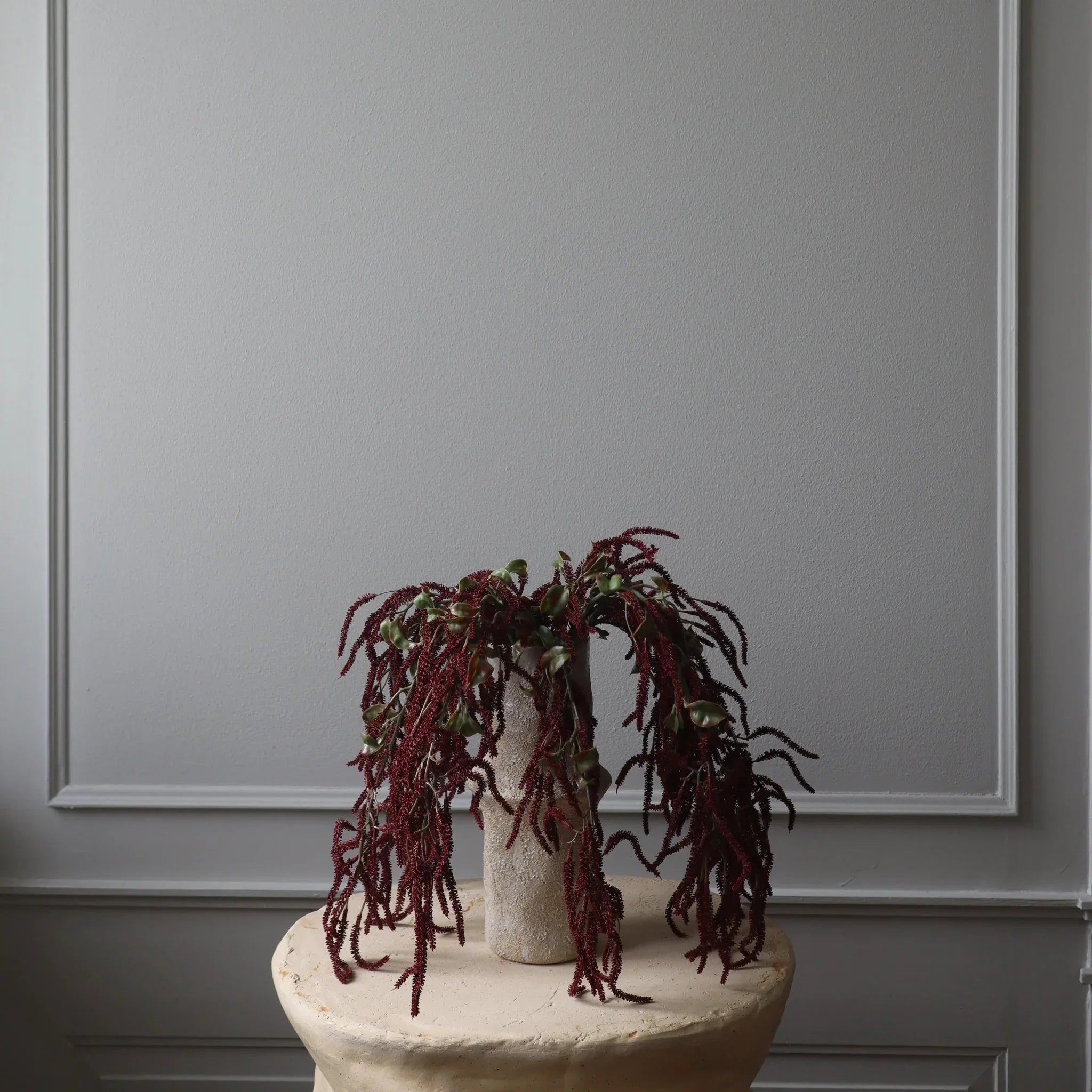 Botané  Amaranthus Cruentus blomst - mørkerød