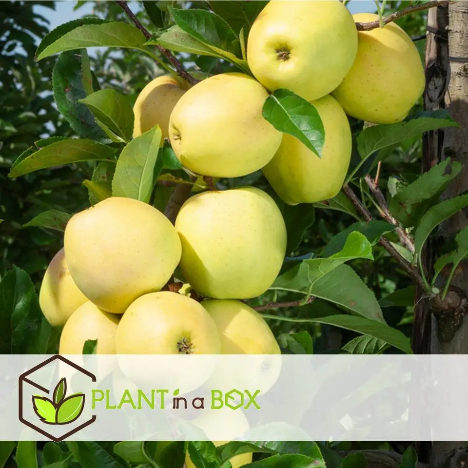 Appelboom-mix - Set van 6 - Malus - Hoogte 60-70cm - ⌀9cm