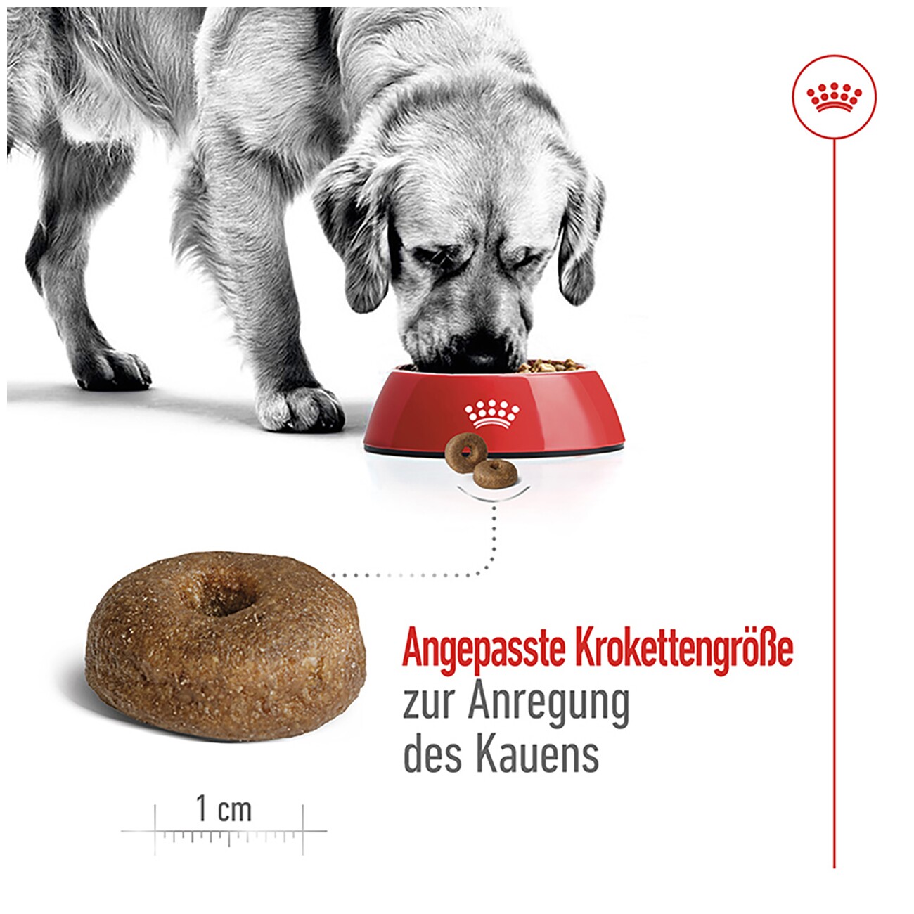 ROYAL CANIN Maxi Ageing 8+ 3 kg