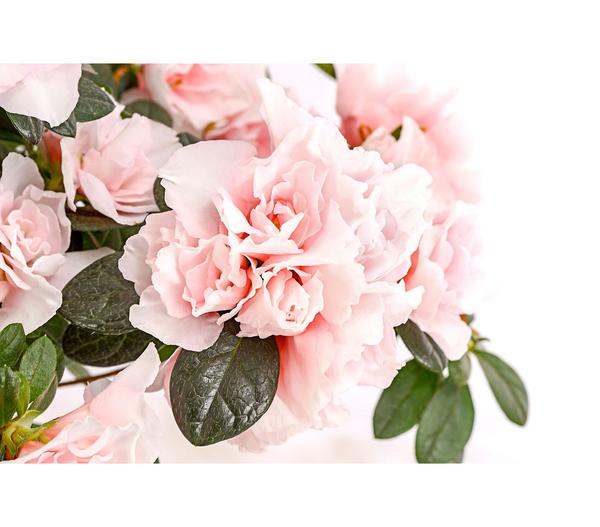 Zimmerazalee - Rhododendron simsii 'Oase de