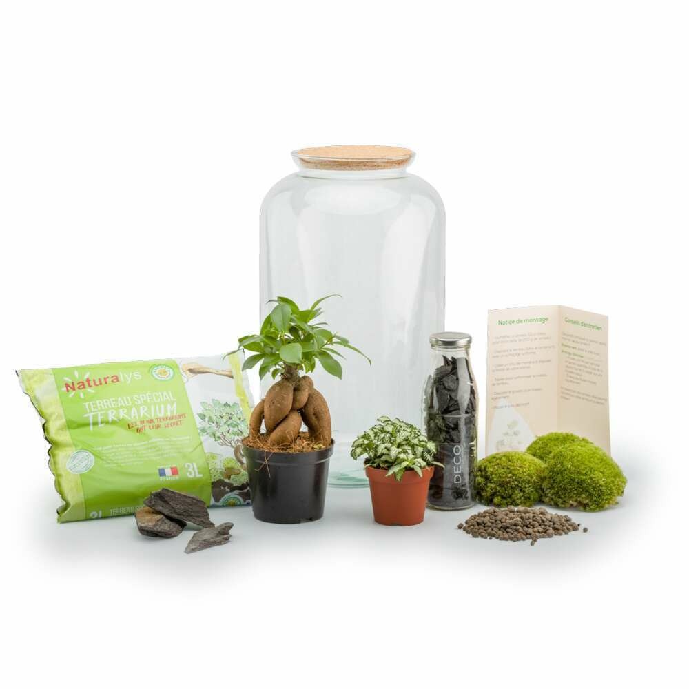 Terra kit - bonbonne m ginseng