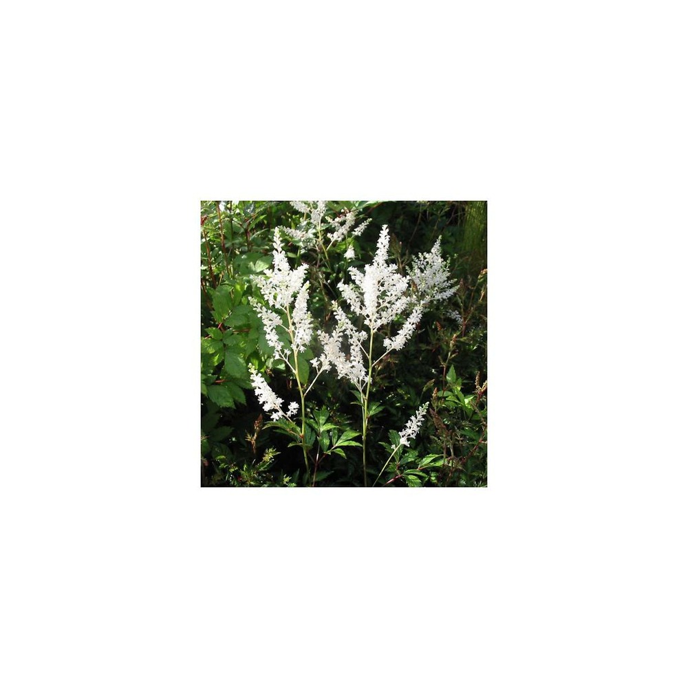 Astilbe du japon gladstone/astilbe japonica 'gladstone'[-]godet