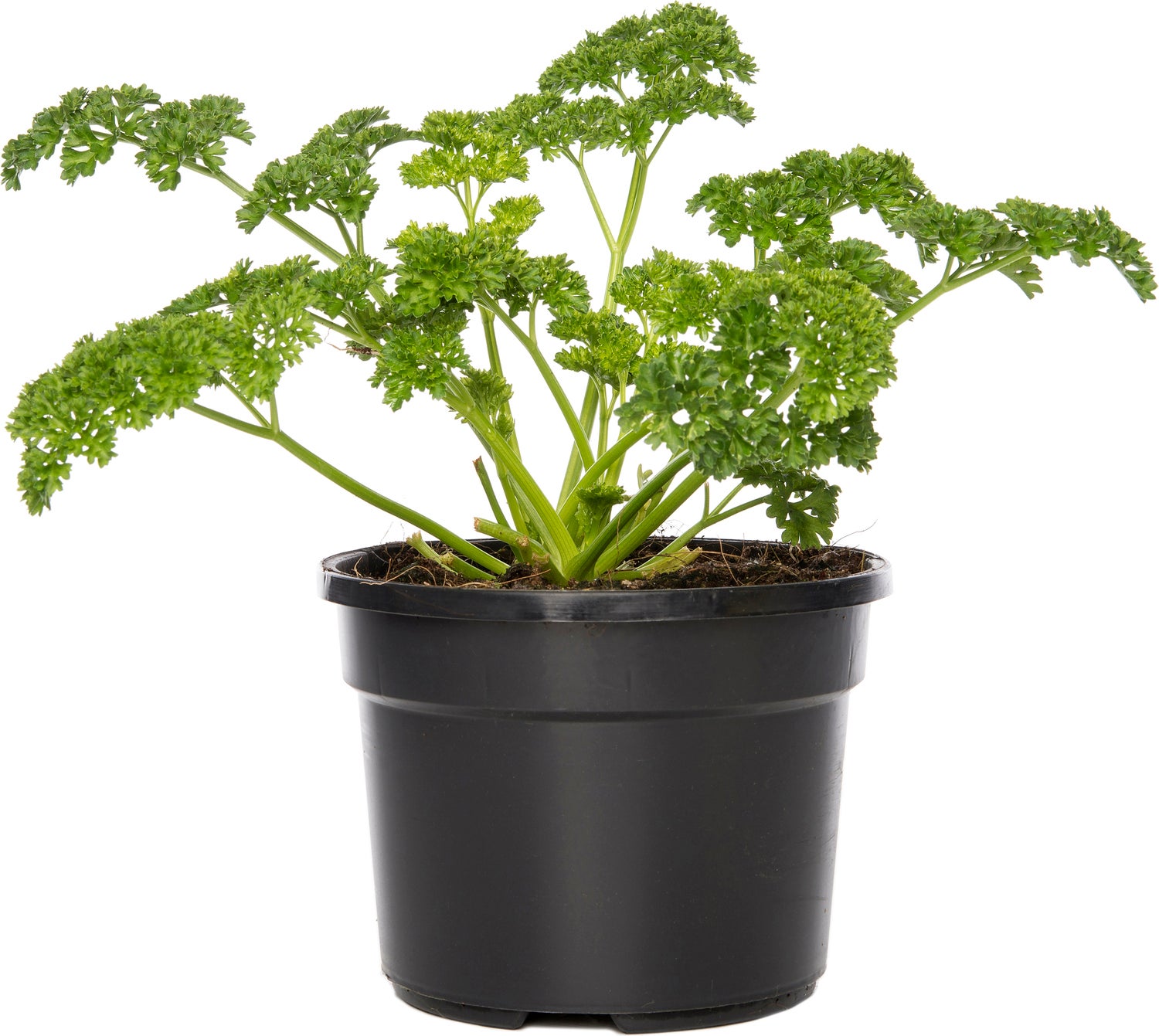 Peterselie (Petroselinum crispum) D 9 H 5 cm