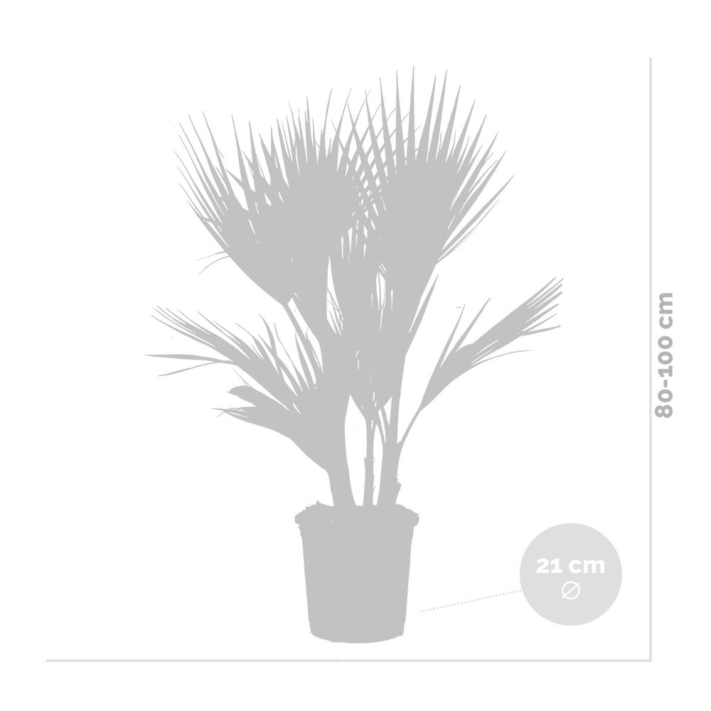 Washingtonia robusta - palmier mexicain - palmier - rustique – ⌀21 cm – ↕80-100 cm
