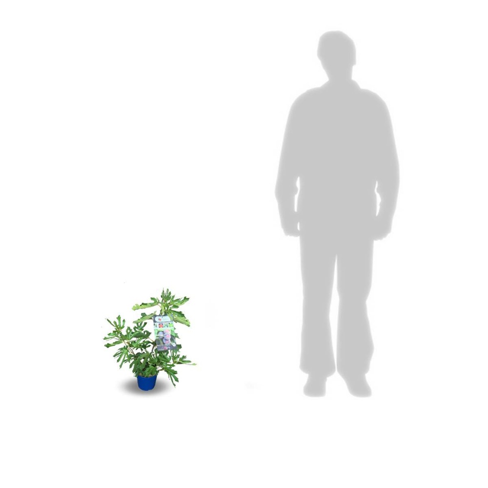 Figuier carica figality®/ficus carica figality®[-]pot de 3l - 20/40 cm