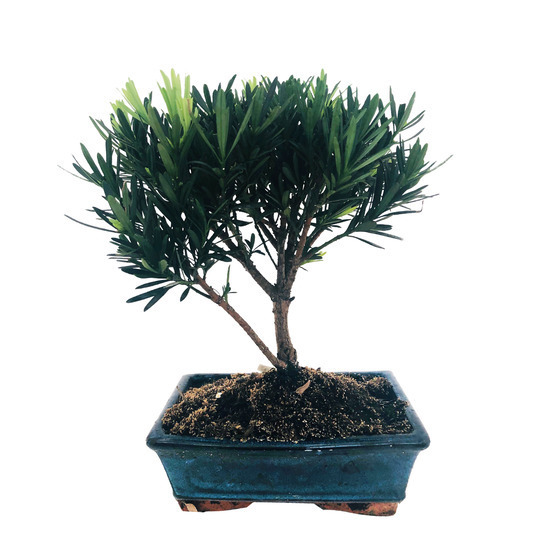 Bonsaï Podocarpus :7-9 ans boule