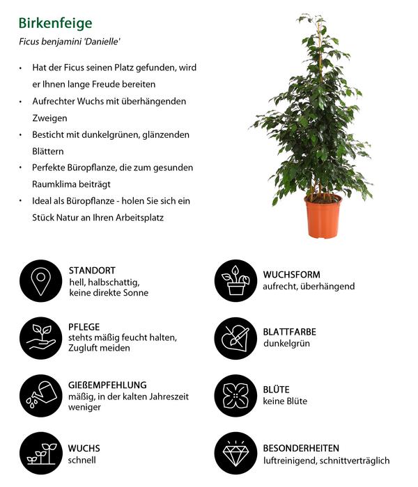 Birkenfeigen-Set - Ficus benjamini, 3-teilig