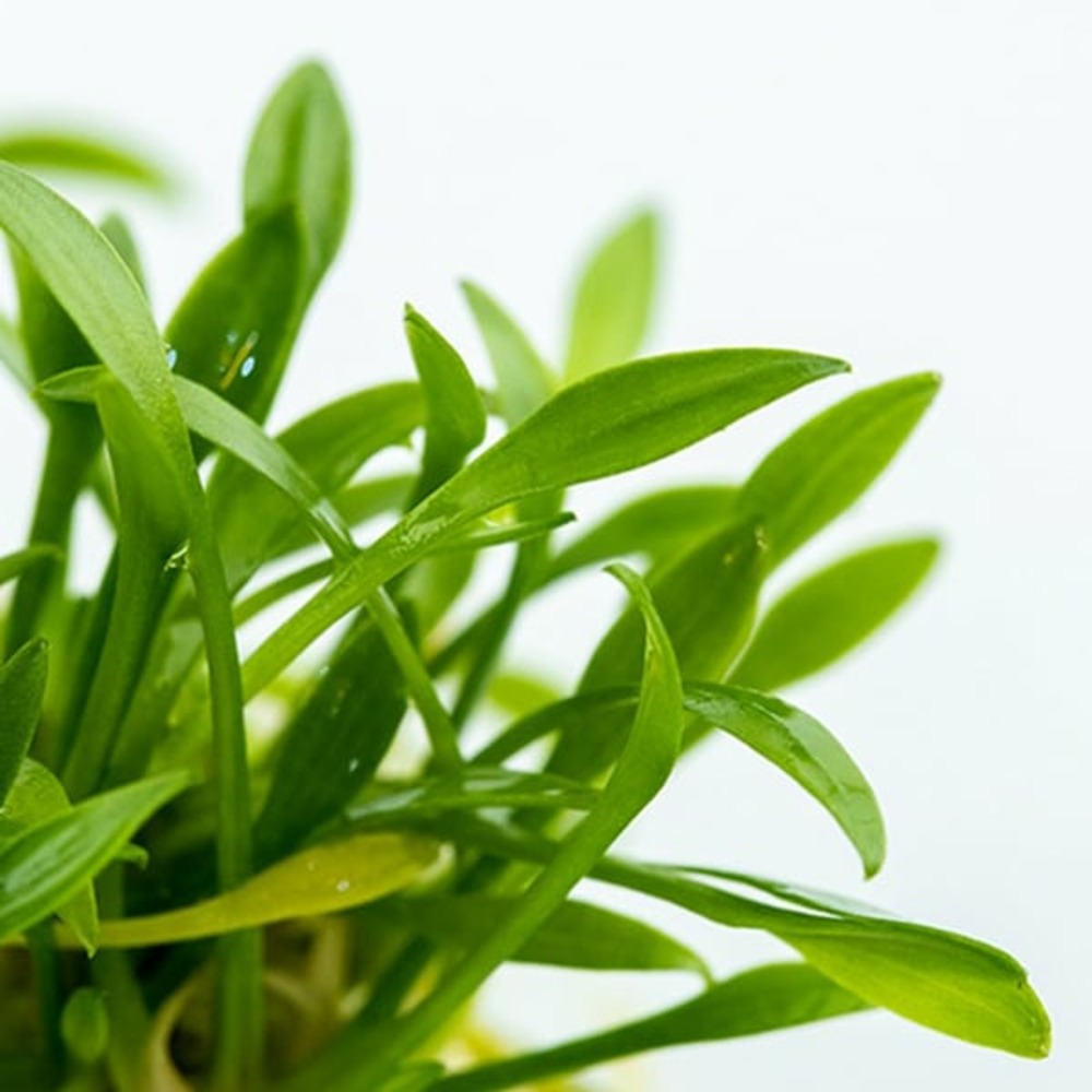 Cryptocoryne parva in vitro