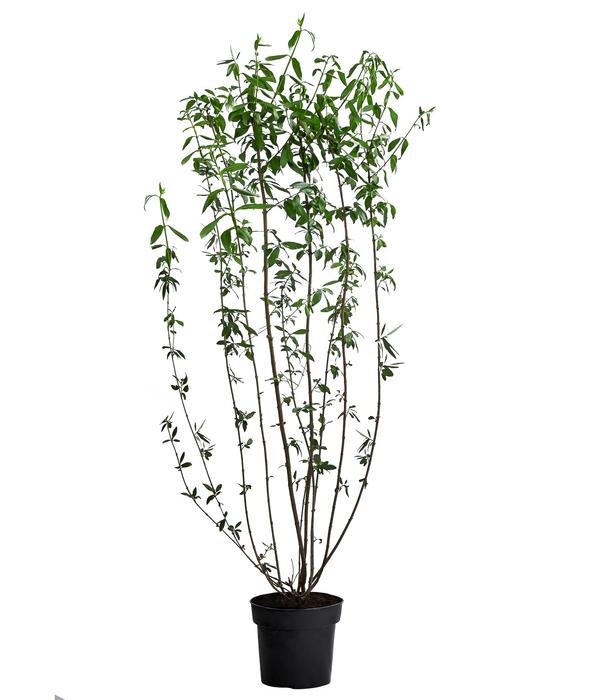 Wintergrüner Liguster 'Atrovirens'