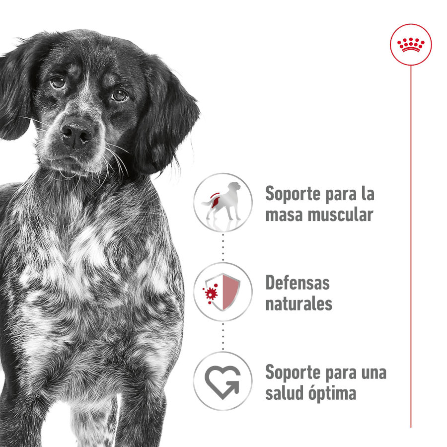 Patê Royal Canin para Cães Adultos de Porte Médio em Lata