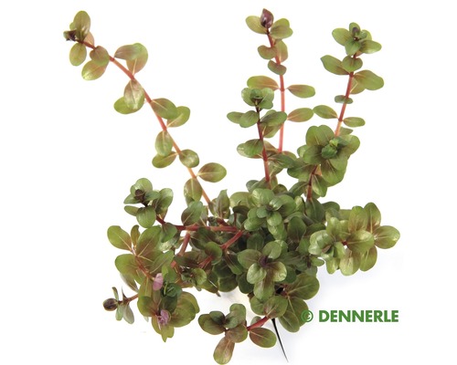 Kleinbladige Rotala aanpasbaar - Rotala rotundifolia emersed