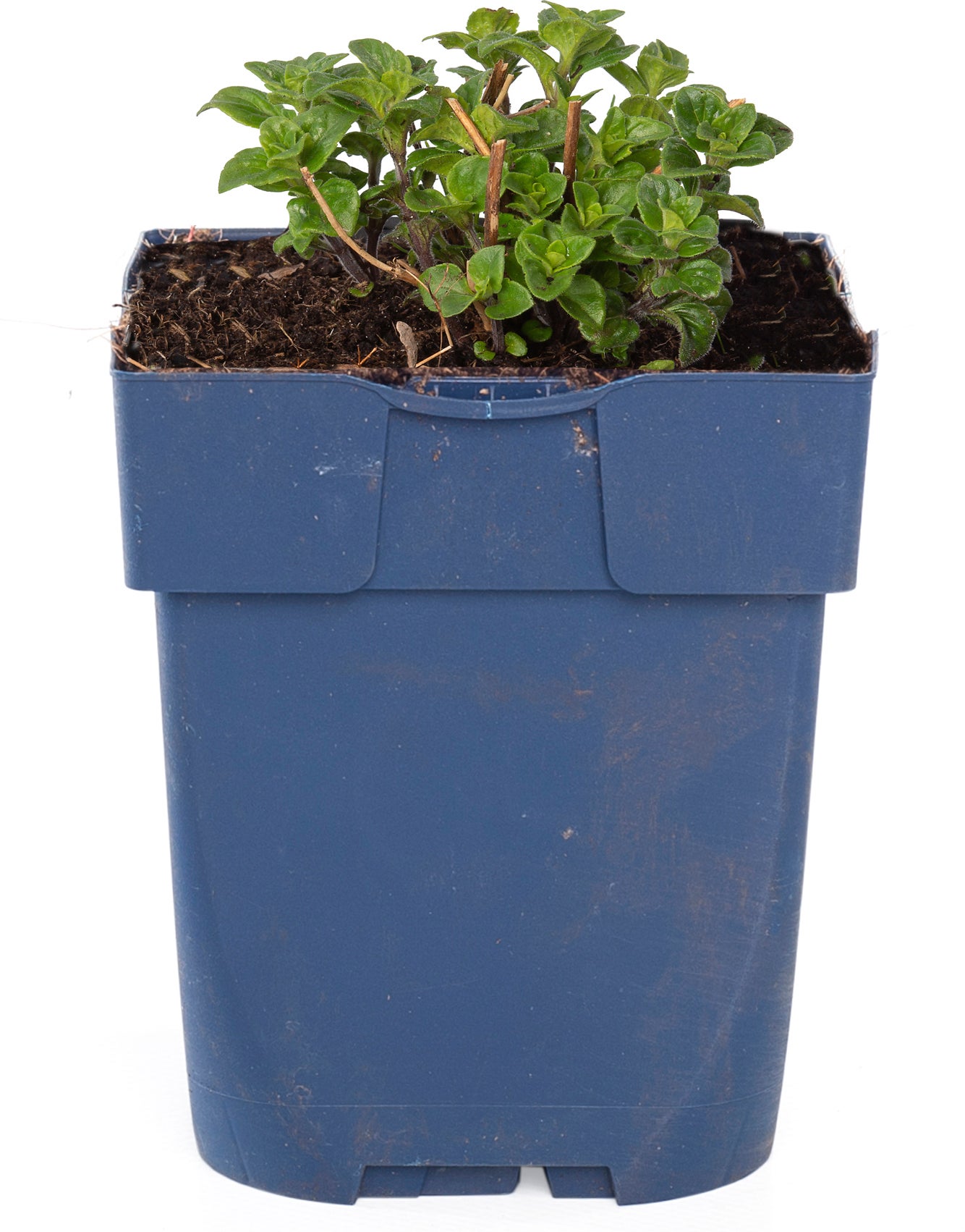 Steentijm (Calamintha nepeta 'Nepeta') D 11 H 15 cm