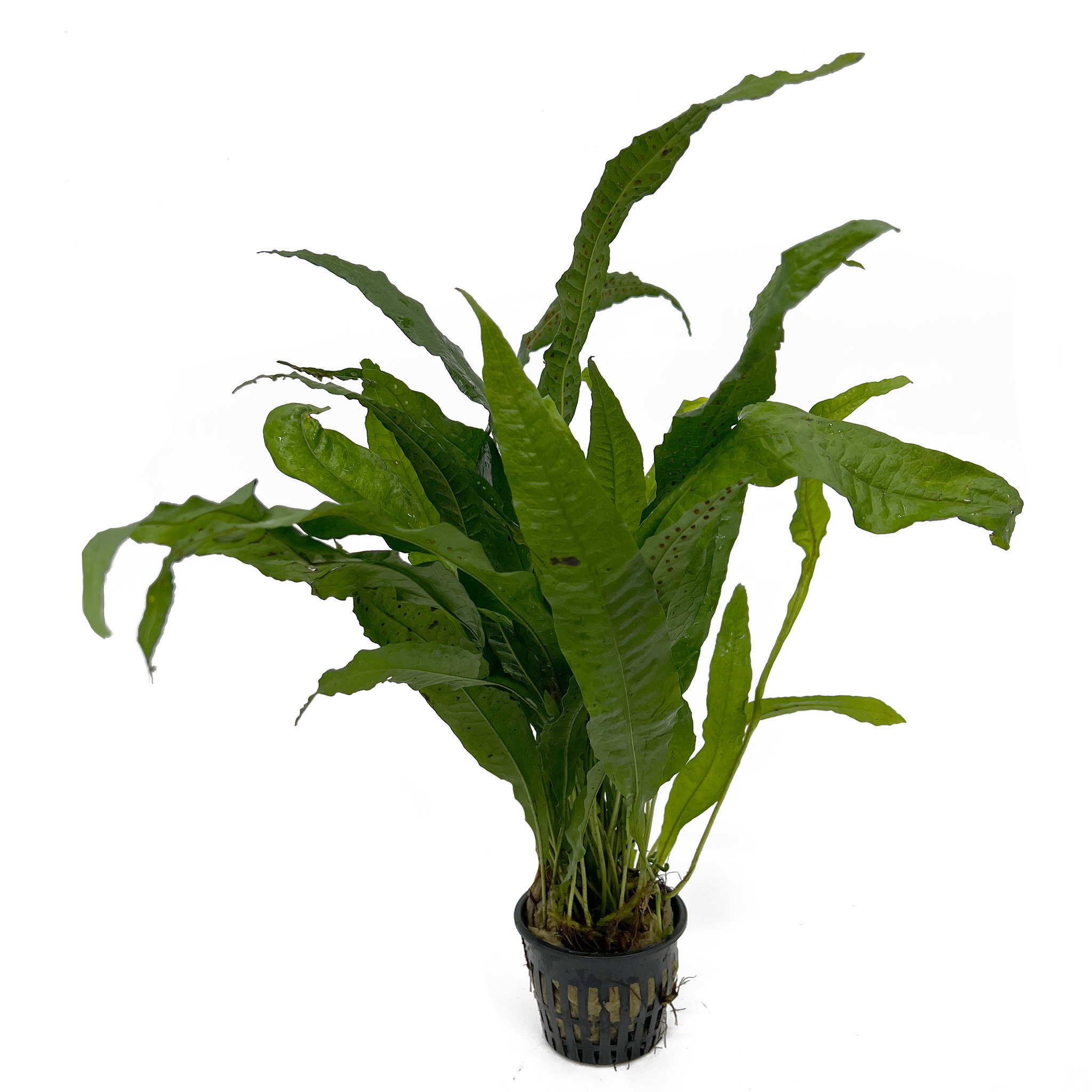 AquastoreXL Plantenpakket Zuid Amerika Large