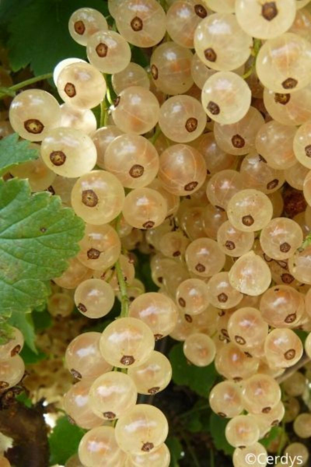 Groseillier 'blanka' - 3l