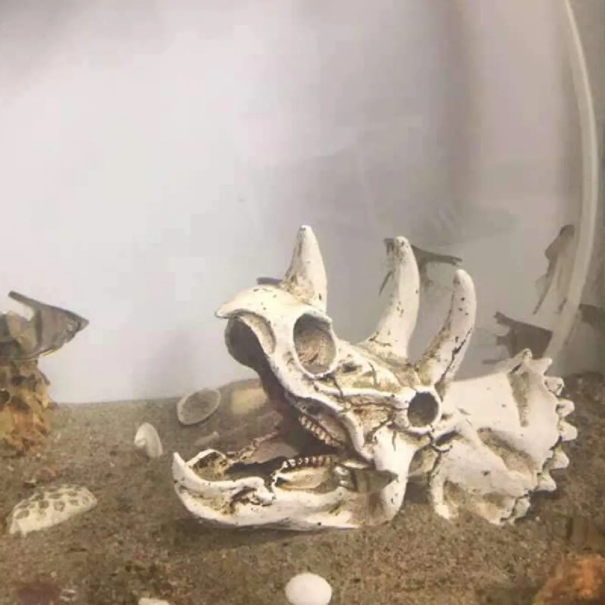 Universal Triceratops Crâne Simulation