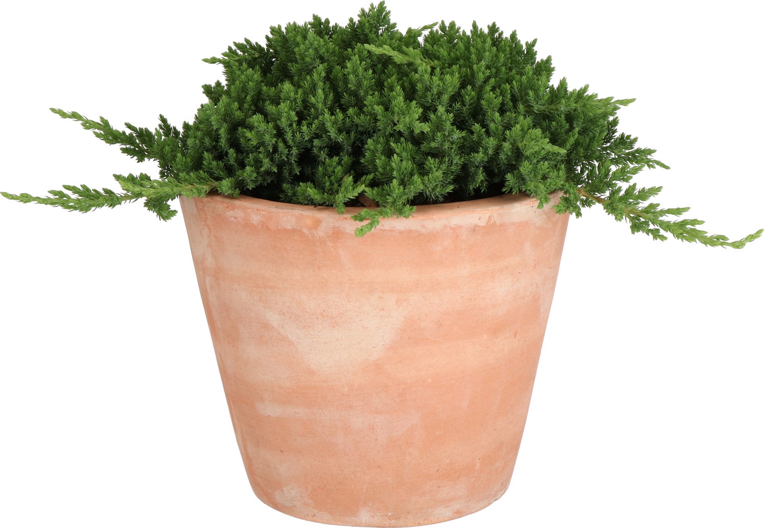 Japanse Jeneverbes (Juniperus procumbens 'Nana') D 23 H 35 cm