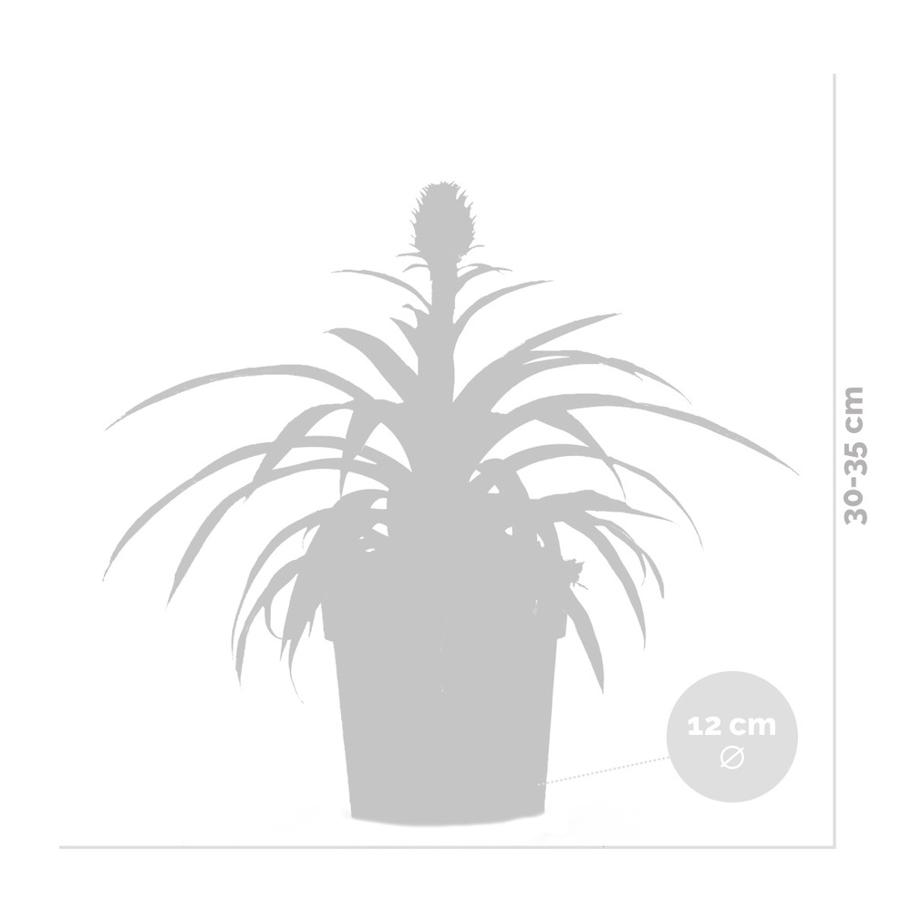 Ananas comosus 'mi amigo' – plant d'ananas – entretien facile – ⌀12 cm – ↕30-35 cm