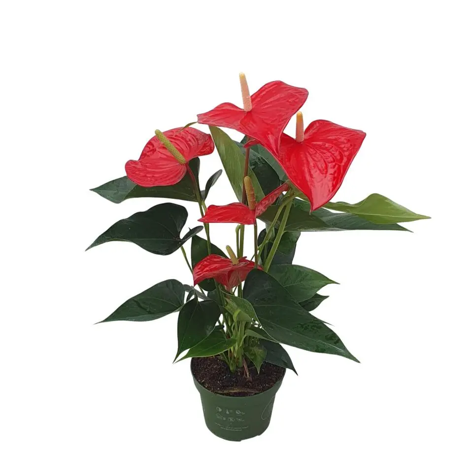 Flamingoplant - Anthurium 'Royal Champion' - Hoogte 35-45cm - ø12cm