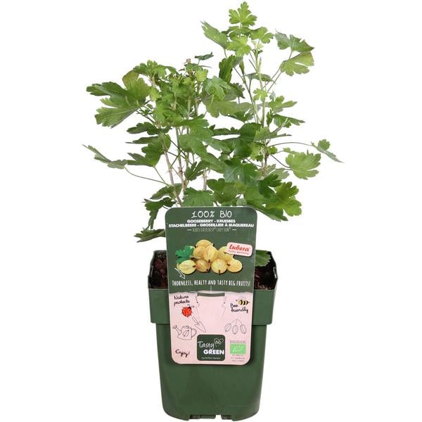 Bio Stachelbeere 'Easycrisp® Lady Sun®'
