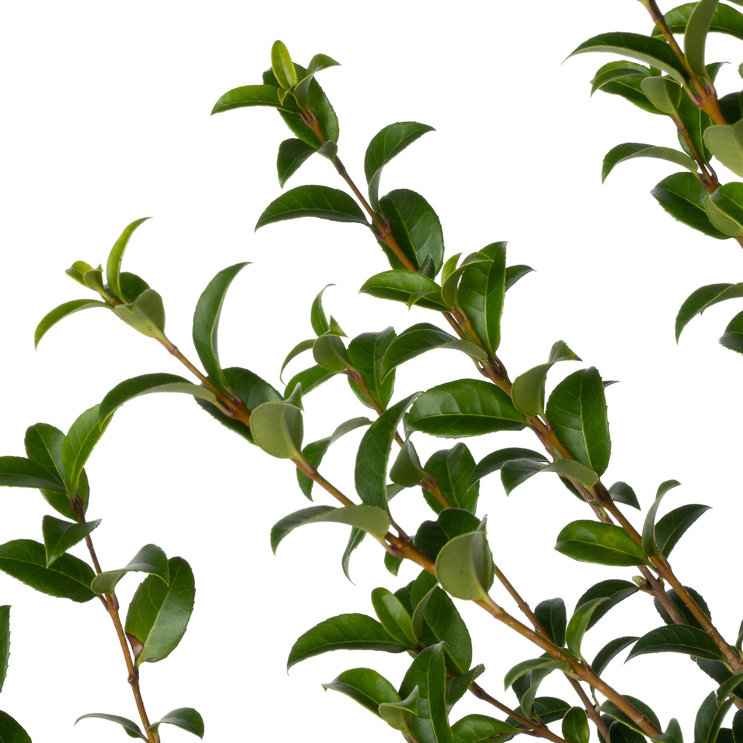 Schijnhulst (Osmanthus burkwoodii) D 23 H 50 cm