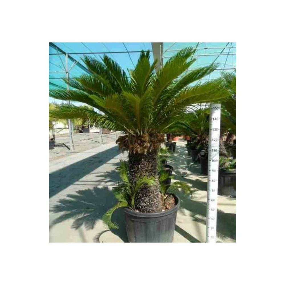 Cycas revoluta (cycas du japon-sagou) specimen taille pot de 80l - tronc de 80/90 cm - 150/170cm