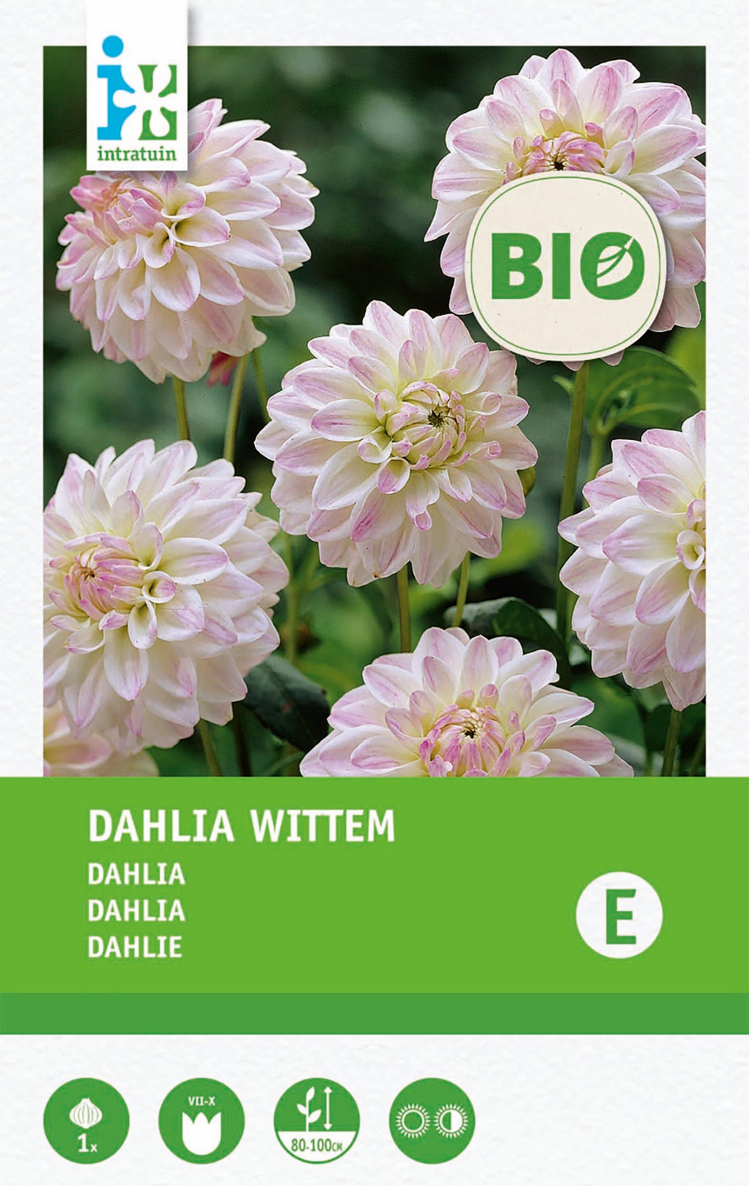 Intratuin biologische Dahlia knol (Dahlia 'Wittem')