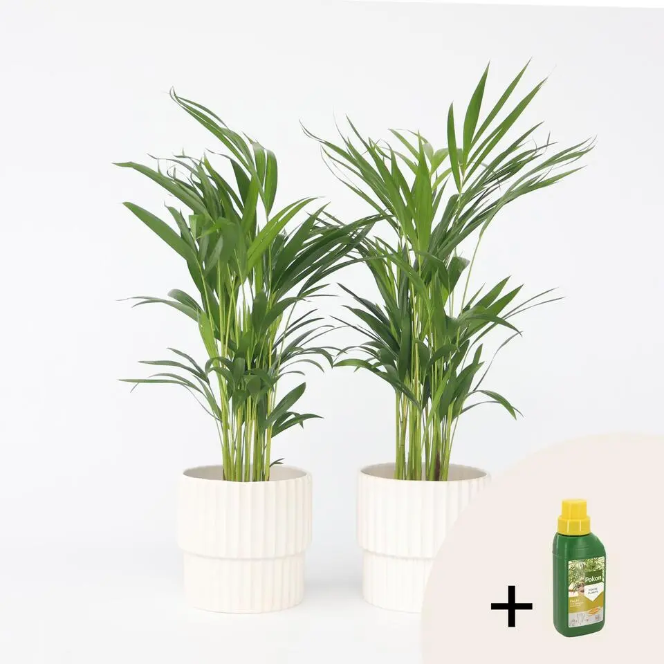Goudpalm met voeding - Set van 2 - Dypsis lutescens - Hoogte 60-70cm - ⌀17cm