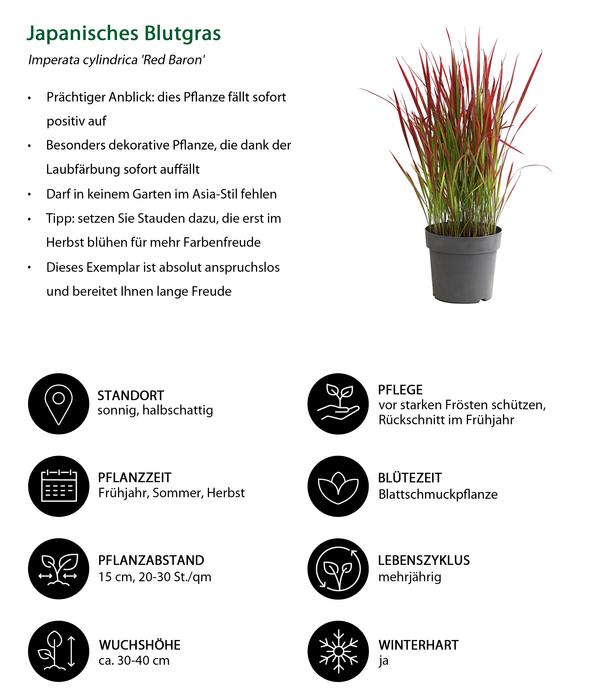 Japanisches Blutgras 'Red Baron'