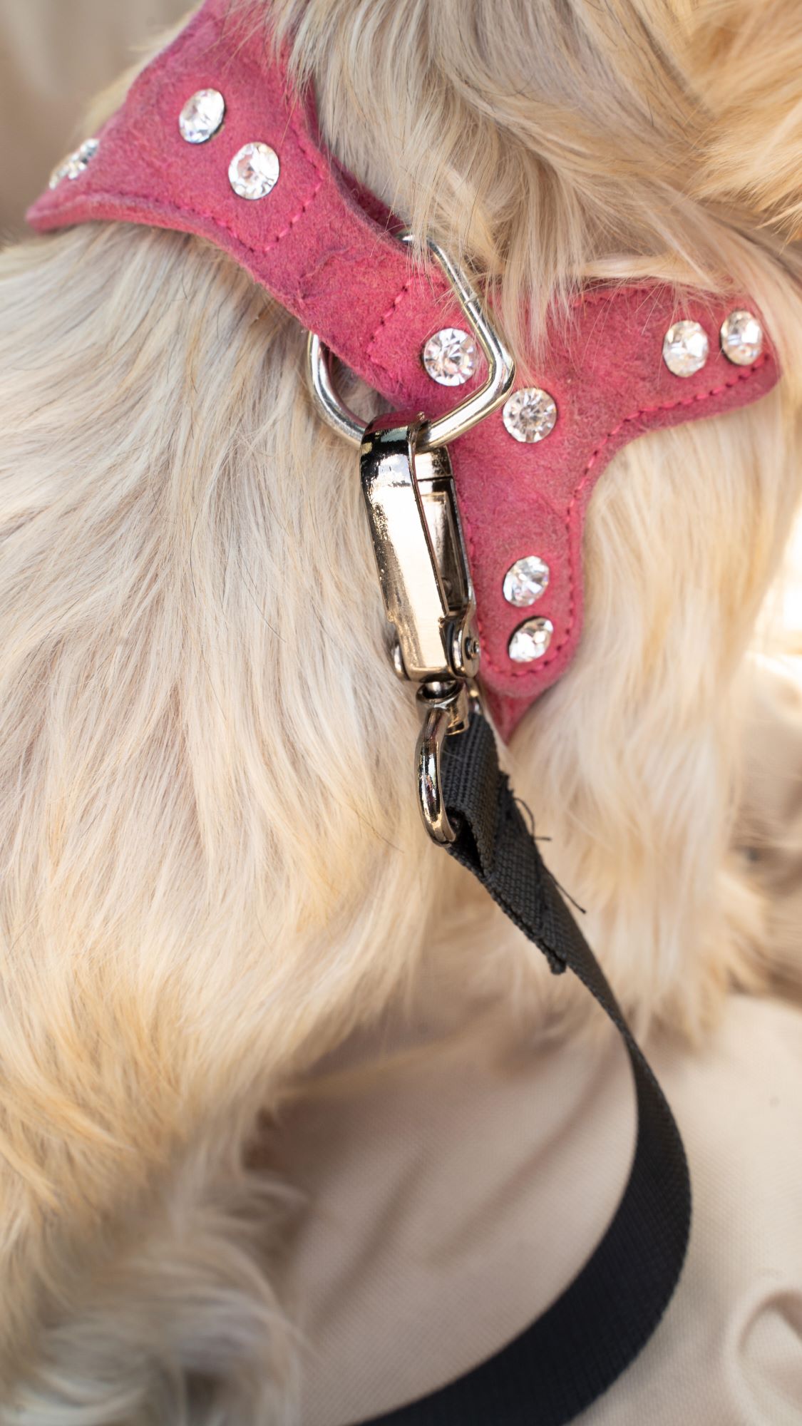 Animood Hundeautositz Julian schwarz S