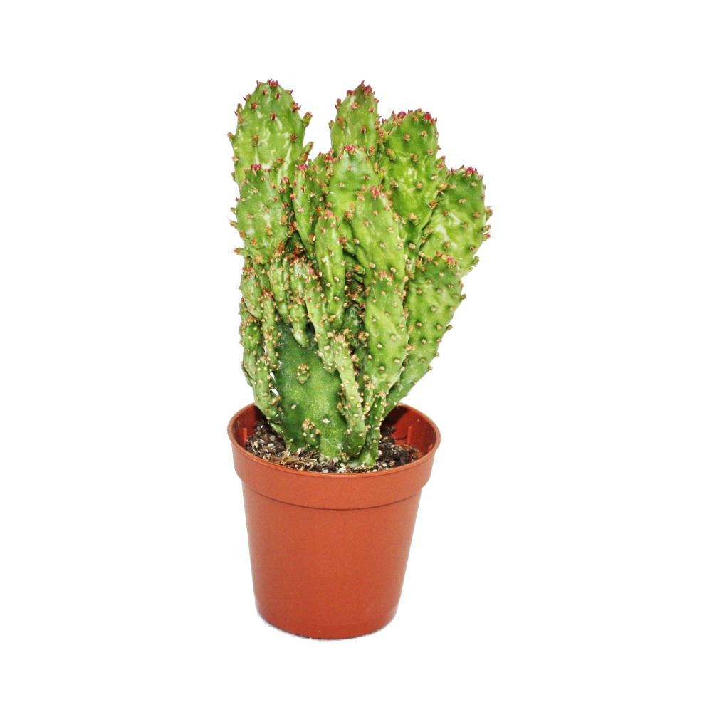 Opuntia monacantha variegata - petite plante en pot de 5,5 cm