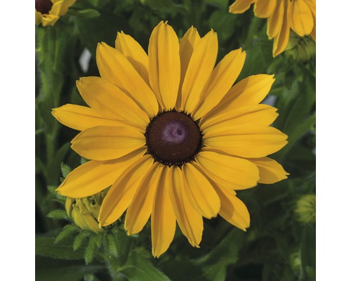 Zonnehoed Mix FloraSelf Rudbeckia x Hybride H 30-40 cm Co 5 L diverse soorten