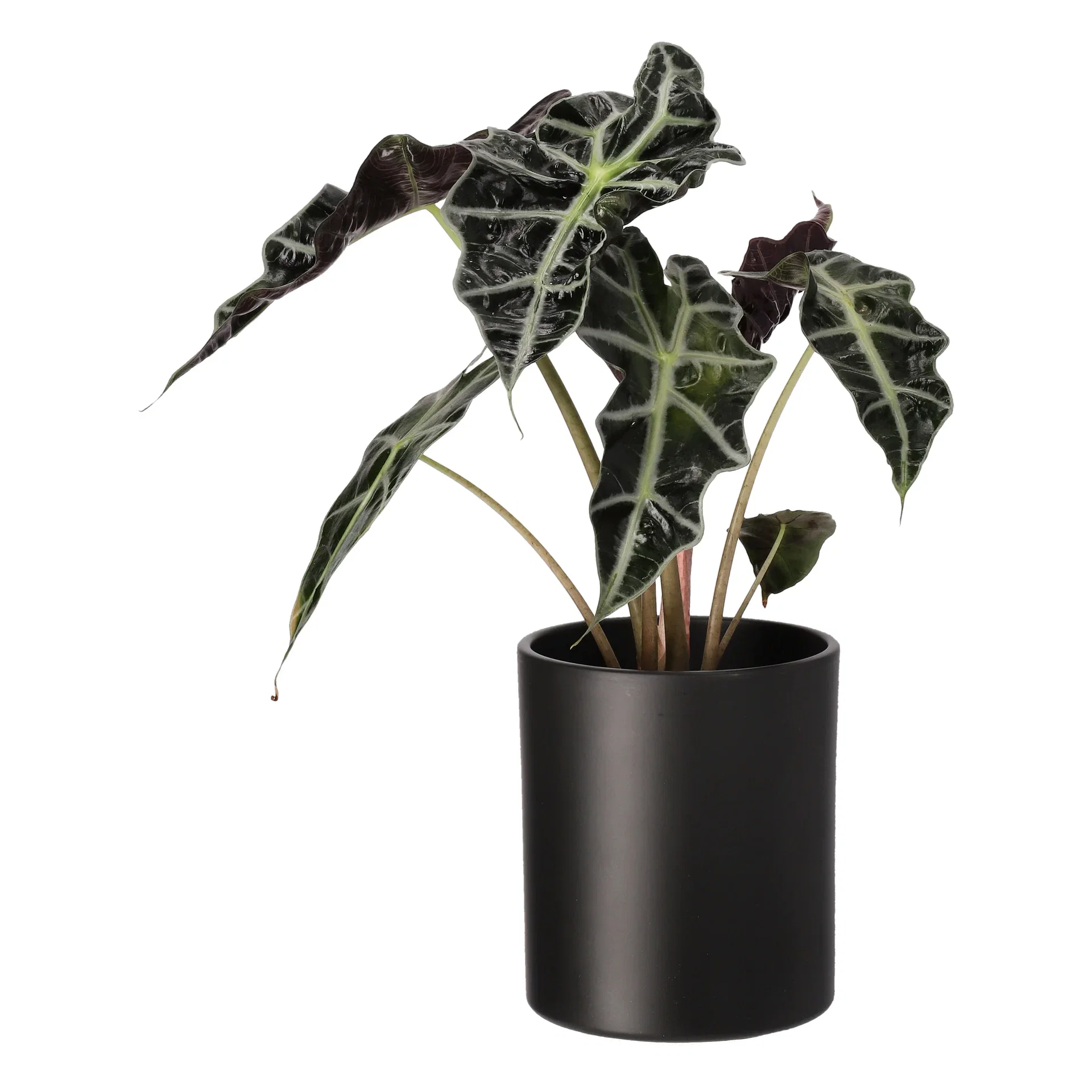 Alocasia x amazonica Alocasia 'Amazonica' Høyde 35 cm
