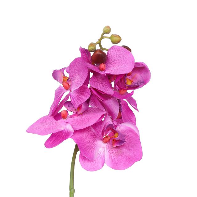 Orchidee Phalaenopsis im weißen Keramiktopf, 40 cm