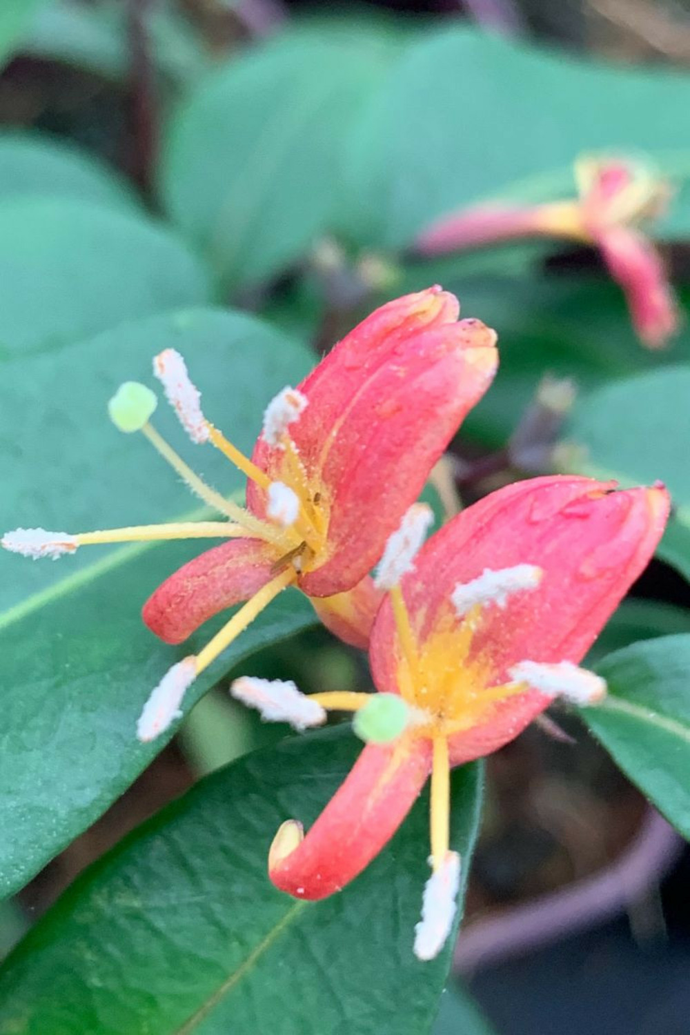 Lonicera marinella - 3l