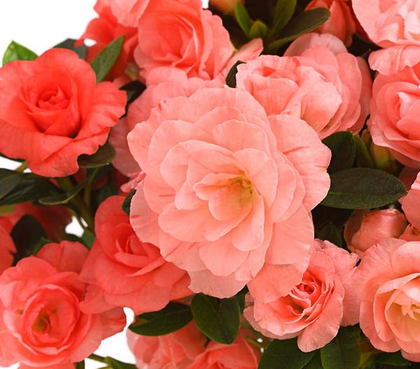 Zimmerazalee - Rhododendron simsii 'Rosalea'