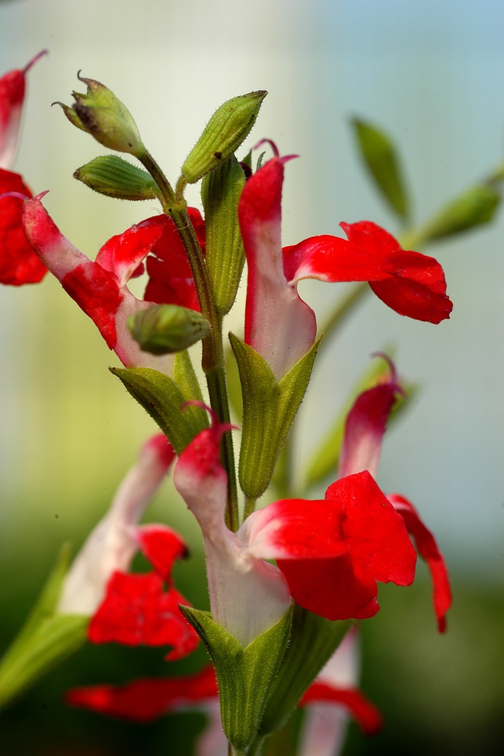 Sauge 'hot lips' - 3l