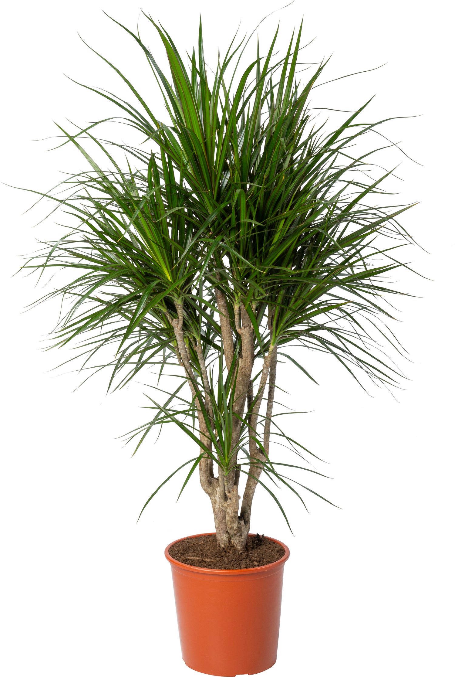 Drakenbloedboom (Dracaena marginata) D 27 H 120 cm