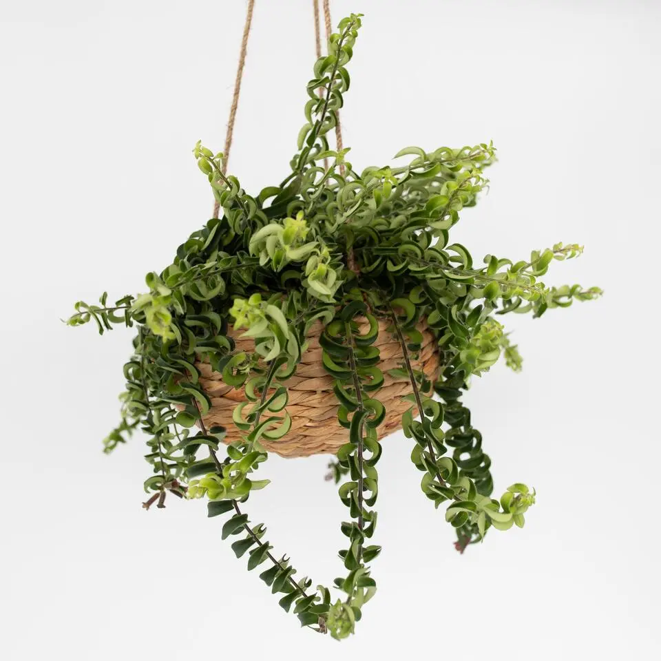Lippenstiftplant - Aeschynanthus pulcher - Hoogte 20-30cm - ⌀15cm